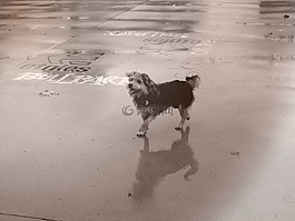 牧羊犬,狗,寵物