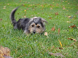 牧羊犬,狗,寵物