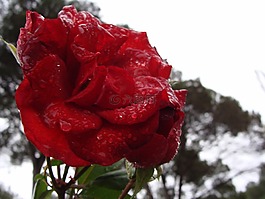羅莎,花,性質(zhì)