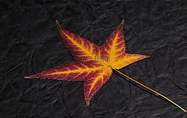 葉子,樹(shù)葉的葉,豐富多彩