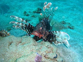 魚,動(dòng)物,水