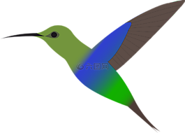 鳥,蜂鳥,飛行