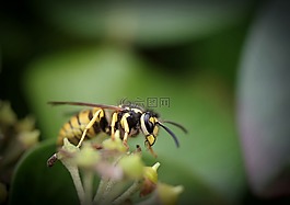 昆蟲,性質,蜜蜂