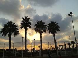 棕櫚樹,云,4 棕櫚
