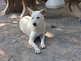 狗,和平,動物