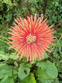 花,植被,紅色