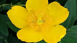 毛茛,黃色,花