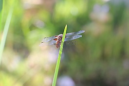 蜻蜓,湖,夏天