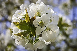 開(kāi)花,性質(zhì),白花