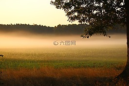 霧,日出,字段