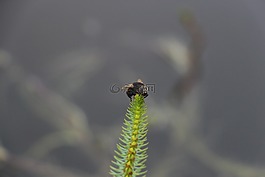 flie,小,植物