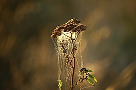 廠,tansy,蜘蛛網(wǎng)
