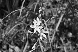 鮮花,白,性質(zhì)