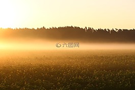 霧,日出,字段