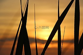 日落,日落的时候,草