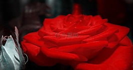 玫瑰,開花,紅色
