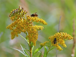 昆蟲,黃色花,性質