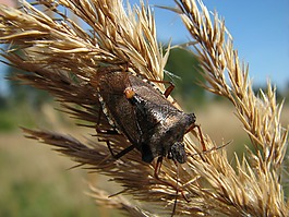 浆果 bug,斑须蝽,昆虫