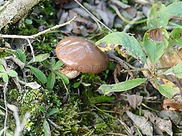 蘑菇,秋季,森林