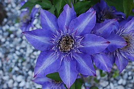 威靈仙,王權,花卉