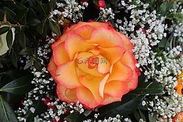 花,玫瑰,橙色