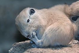 嚙齒動物,哺乳動物,梳手指
