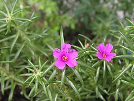 花,紫色,特寫(xiě)