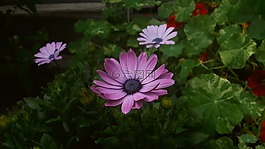 紫色,紫色的花,krasseblad
