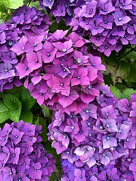 花,紫色,花束