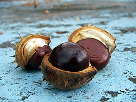 性質(zhì),秋季,板栗