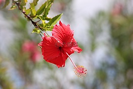 槿,鮮花,紅色