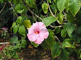 花卉,春天,陽光