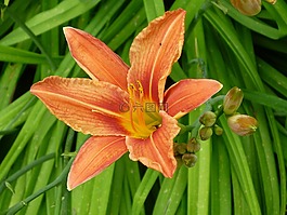 feuerlilie,橙色,开花