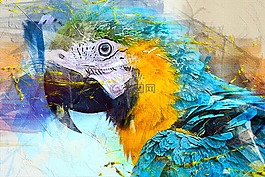鳥,鸚鵡,動物
