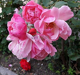 ros,玫瑰,美麗