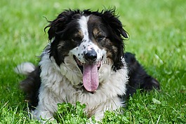 動物,牧羊犬,狗