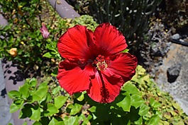 芙蓉,紅色,開花