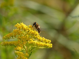 昆蟲,花,動(dòng)物
