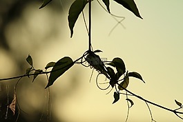 自然,天空,太陽