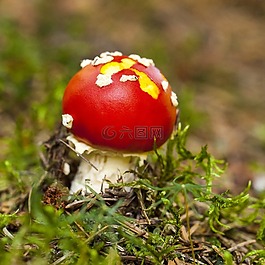 小家伙,毒蝇伞,有毒的