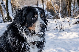 bernese 山狗,伯納千年,瑞士