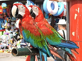 鸚鵡,鳥,動物
