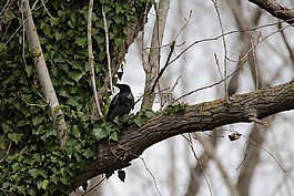 烏鴉,鳥,性質(zhì)