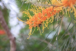 自然,天空,太陽
