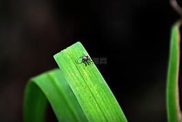飛,植物,特寫