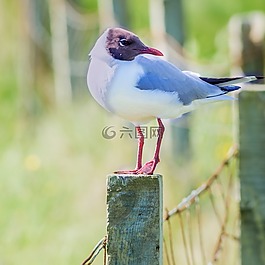 性質(zhì),動物,鳥