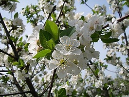 樹,花,枝杈