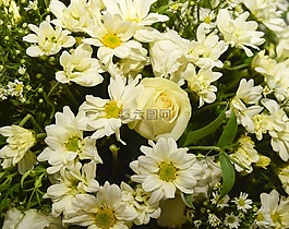 花卉,安排,羅莎