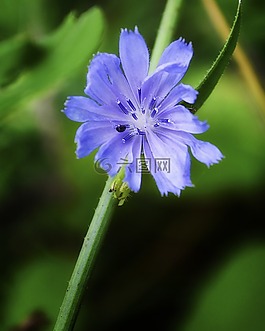 花,紫色,植物