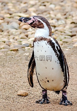 性質(zhì),企鵝,動物園